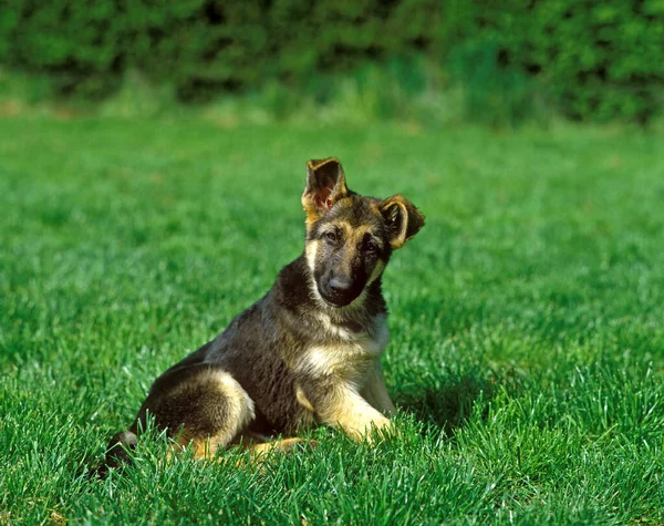 Alman Çoban Köpeği Çimenlerde Oturan Yavru Köpek — Stok fotoğraf