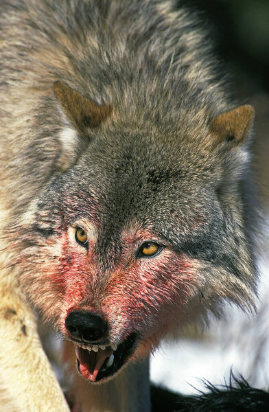 North American Grey Wolf, canis lupus occifellis, Bloody Portrait of Adult Snarling, on a Kill, Canada
  