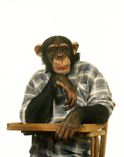 Chimpanzé Troglodytes Pan Animal Disfarçado Contra Fundo Branco — Fotografia de Stock