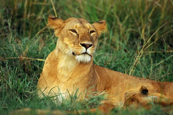 Leão Africano Pantera Leo Feminino Deitado Grama — Fotografia de Stock