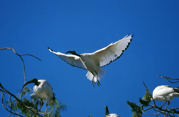 Heliga Ibis Treskiornis Aethiopica Vuxen Flyg Kenya — Stockfoto