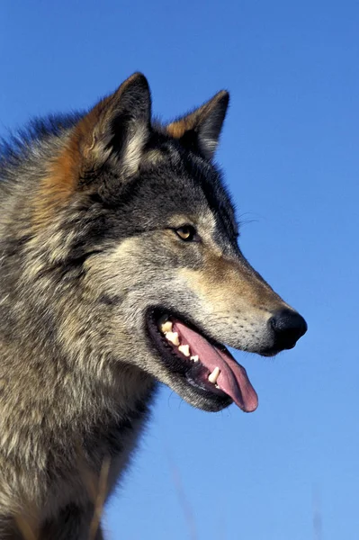 North American Grey Wolf Canis Lupus Occidentalis Retrato Adulto Contra — Fotografia de Stock