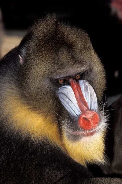 Mandrill Mandrillus Sphinx Portræt Han - Stock-foto