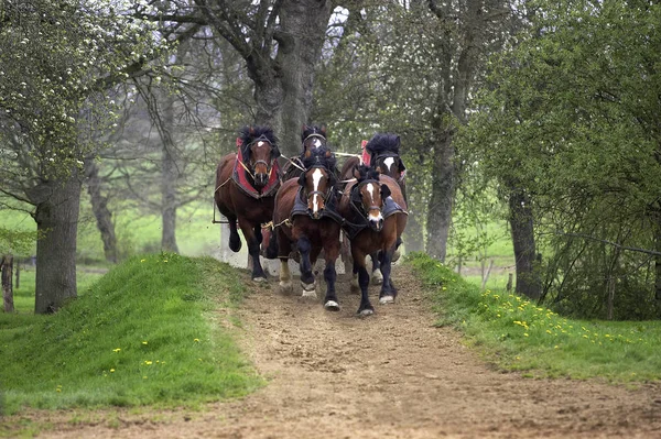 Cob Normand Horse Ett Utkast Häst Ras Från Normandie — Stockfoto