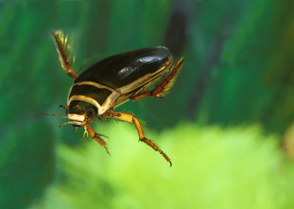 Great Diving Beetle Dytiscus Marginalis Adult Standing Pond Normandy — Stock Photo, Image