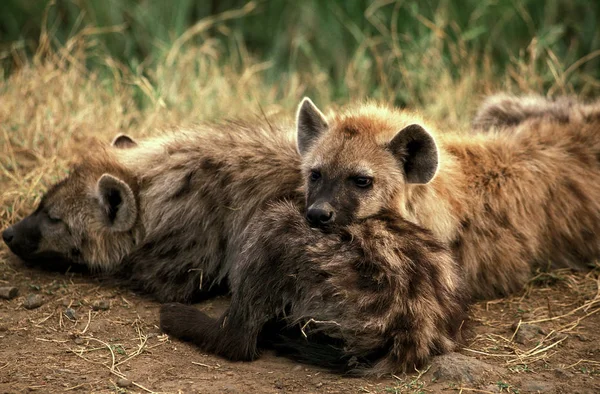 Gespot Hyena Crocuta Crocuta Slaapplaatsen Voor Volwassenen Masai Mara Park — Stockfoto