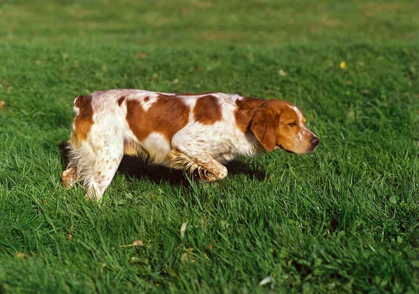 ブルターニュのスペイン犬 大人のポインティング — ストック写真