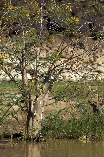 Balsa Wood Tree Aeschynomene Elaphroxylon Trees Baringo Lake Kenya — Stock Photo, Image