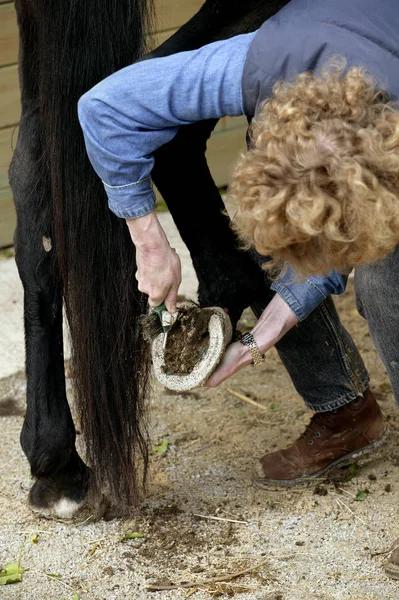 Vrouw Met Engels Volbloed Paard Schoonmaken Hoef Uitkiezen Paardvoet — Stockfoto