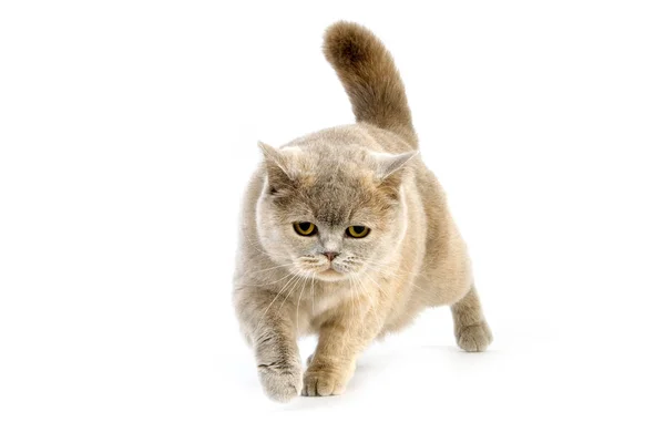 Krem Liliowy British Shorthair Kot Domowy Kobieta Białym Tle — Zdjęcie stockowe