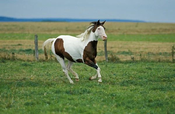 Paint Horse Volwassen Gallopend Door Paddock — Stockfoto
