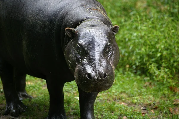 Pygmé Hippopotamus Choeropsis Liberiensis Vuxen Stående Gräs — Stockfoto