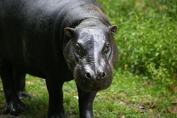 Pygmy Hippopotamus Choeropsis Liberiensis Adult Standing Grass — 图库照片