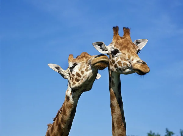 Rothschildova Žirafa Žirafa Camelopardalis Rothschildi — Stock fotografie