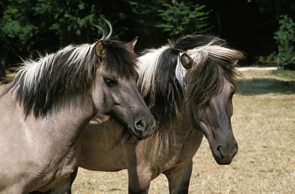 Тарпан Коні Equus Caballus Gmelini — стокове фото