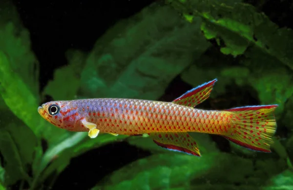 Czerwona Plamka Killi Aphyosemion Cognatum Akwarium Fish — Zdjęcie stockowe