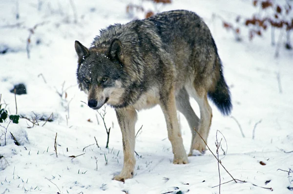 Ευρωπαϊκός Λύκος Canis Lupus Ενήλικας Που Στέκεται Στο Χιόνι — Φωτογραφία Αρχείου