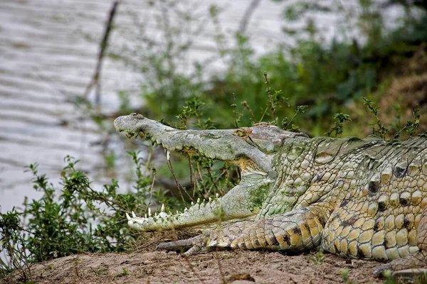 Orinoco Crocodile Crocodylus Intermedius Adulto Con Bocca Aperta Che Regola — Foto Stock