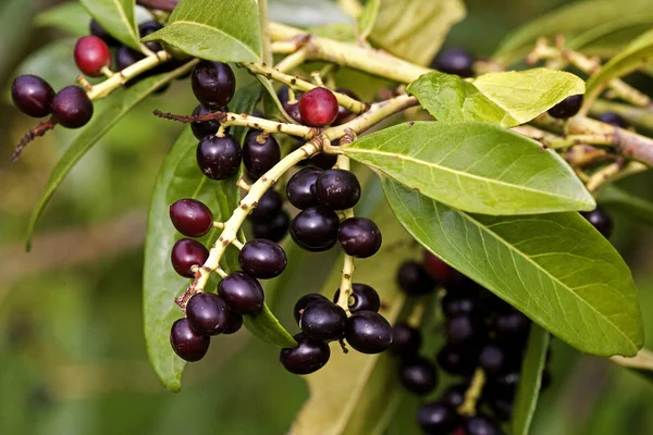 Cerisier Laurier Cerisier Laurier Prunus Laurocerasus Arbre Normandie — Photo