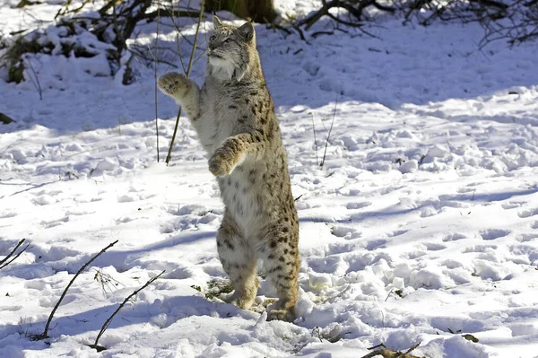 Europeu Lynx Eurasian Lynx Felis Lynx Adulto Neve Hind Legs — Fotografia de Stock