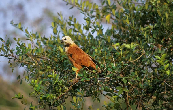 Black Collared Hawk Busarellus Nigricollis Adult Standing Tree Pantanal Brazil — стокове фото