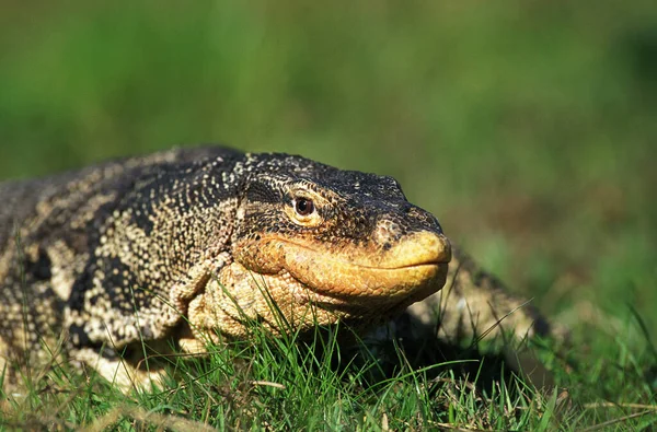 Water Monitor Lizard Varanus Salvator Ενηλίκων Στέκεται Στο Γρασίδι — Φωτογραφία Αρχείου