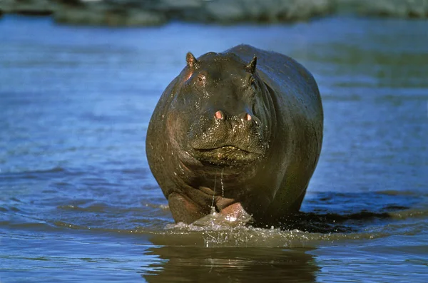 Hippopotamus Hippopotamus Amphibius Adult Mara River Masai Mara Park Кенії — стокове фото