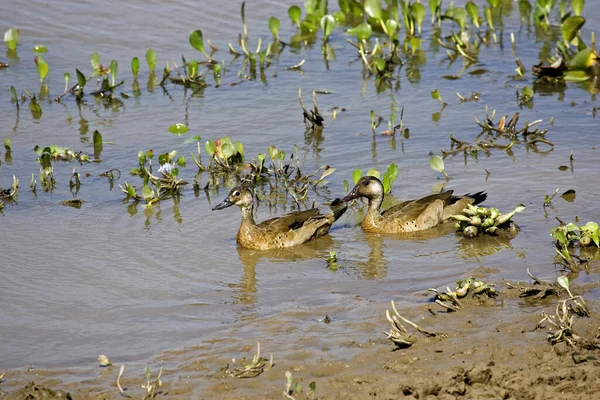 Blue Winged Teal Anas Discors Pair Standing Water Los Lianos — Stock Photo, Image