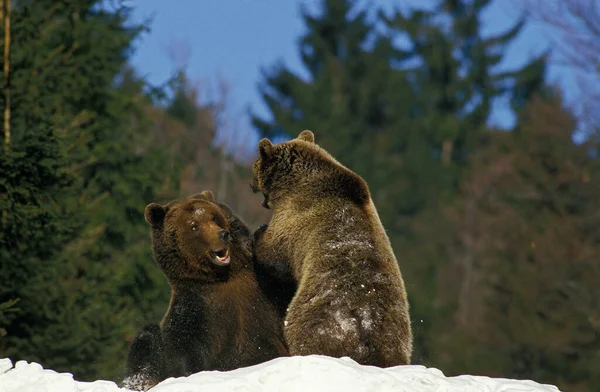 Urso Castanho Ursus Arctos Adultos Lutando Neve — Fotografia de Stock