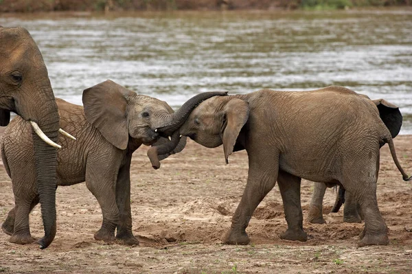 Elefante Africano Loxodonta Africana Youngs Jugando Cerca River Samburu Park — Foto de Stock