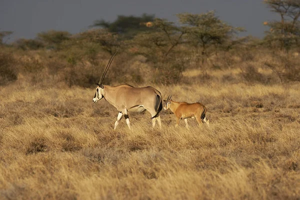 Beisa Oryx Oryx Beisa Feminino Com Jovem Savannah Masai Mara — Fotografia de Stock