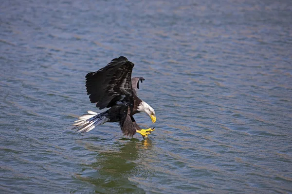 Águia Careca Haliaeetus Leucocephalus Juvenil Voo Sobre Água Pesca — Fotografia de Stock