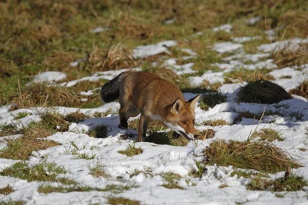 Zorro Rojo Vulpes Vulpes Adultos Caminando Sobre Nieve Normandía — Foto de Stock