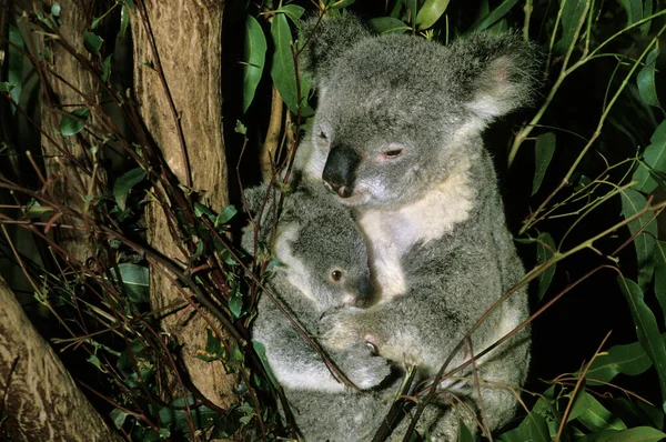 Koala Phascolarctos Cinereus Vrouw Met Jong Australië — Stockfoto