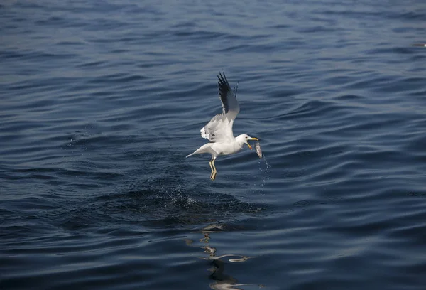 Kelp Gull Larus Dominicanus Adulto Vuelo Captura Peces Falsa Bahía — Foto de Stock