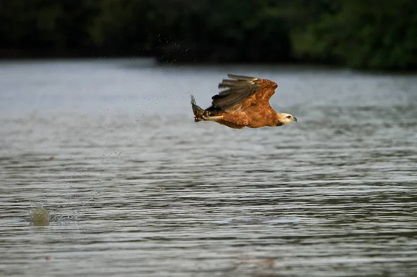 Fekete Galléros Hawk Busarellus Nigricollis Felnőttként Repülés Halászat Folyóban Los — Stock Fotó