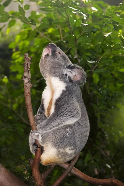 Koala Phascolarctos Cinereus Masculino Branch Chamando — Fotografia de Stock