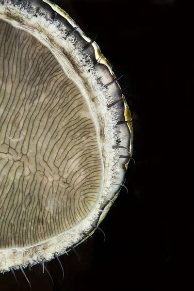 Abalone Perlemoen Haliotis Midae Южная Африка — стоковое фото
