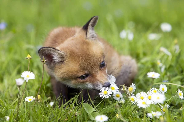 Red Fox Vulpes Vulpes Cub Sentado Com Flores Normandia — Fotografia de Stock