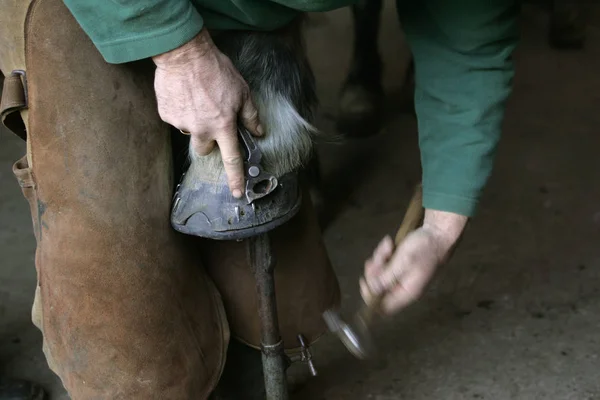 Schmied Mit Pferd Schlägt Nagel Neu Eingebauten Pferdeschuh — Stockfoto