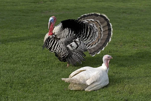 Macho Hembra Pavo Macho Mostrando Con Sus Plumas Ventiladas Mostrando —  Fotos de Stock