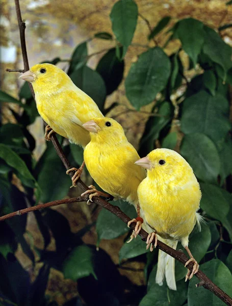 Žlutý Kanárek Serinus Canaria Skupina Stojící Pobočce — Stock fotografie