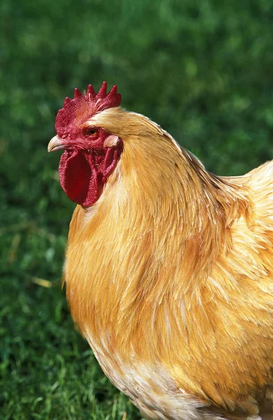 Orpington Domestic Chicken Cockerel — Stock Photo, Image