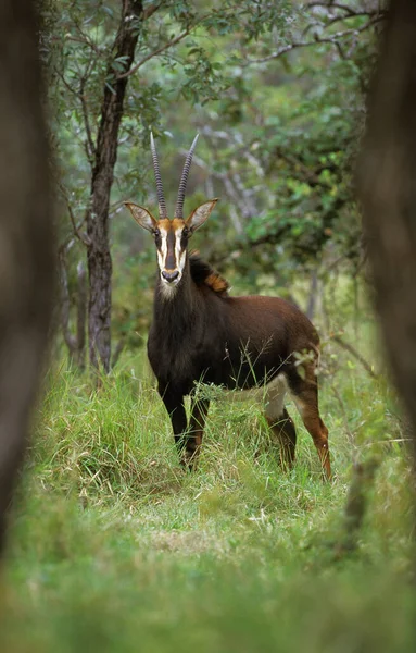 Sable Antelope Hippotragus Niger Adult Standing Forest África Sul — Fotografia de Stock