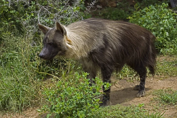 Brown Hyena Parahyaena Brunnea Adult — стокове фото