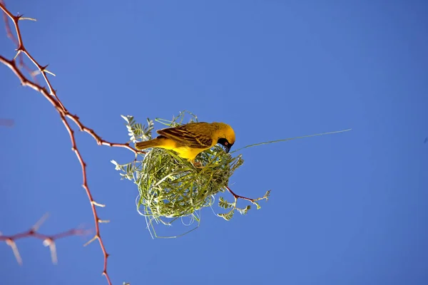 Southern Masked Weaver Ploceus Velatus Homme Travaillant Sur Nest Namibie — Photo