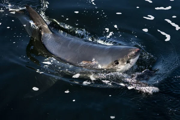 Grande Tubarão Branco Carcharodon Carcharias Adulto Emergindo Mar Baía Falsa — Fotografia de Stock