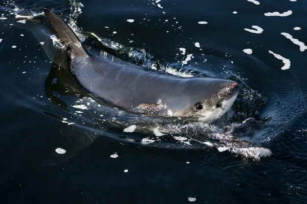 Nagy Fehér Cápa Carcharodon Carcharias Tengerből Kiemelkedõ Kifejlett Hamis Öböl — Stock Fotó