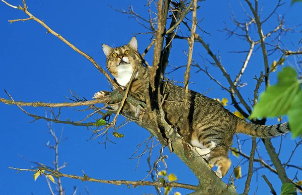 Домашний Кот Взрослый Стоящий Дереве — стоковое фото