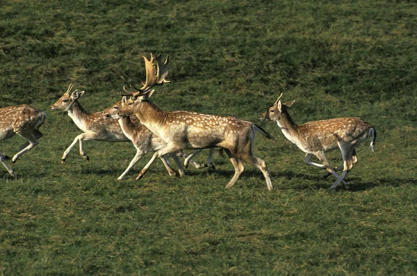 Fallow Deer Dama Dama Herd Male Females Running Grass — 스톡 사진